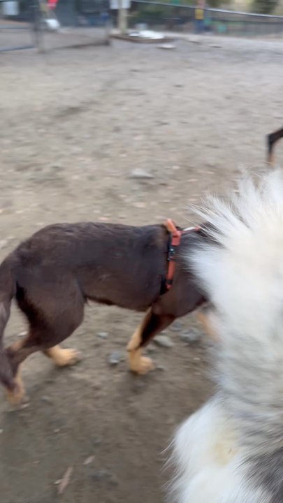 Pinole Dog Park - My puppy playing with the big boys - Dog Parks Near Me - Pinole, California