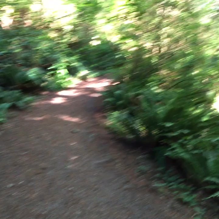 Llandover Woods Greenspace - Listen to those birds (and the crunching of my shoes on the gravel)! - Parks Near Me - Seattle, Washington