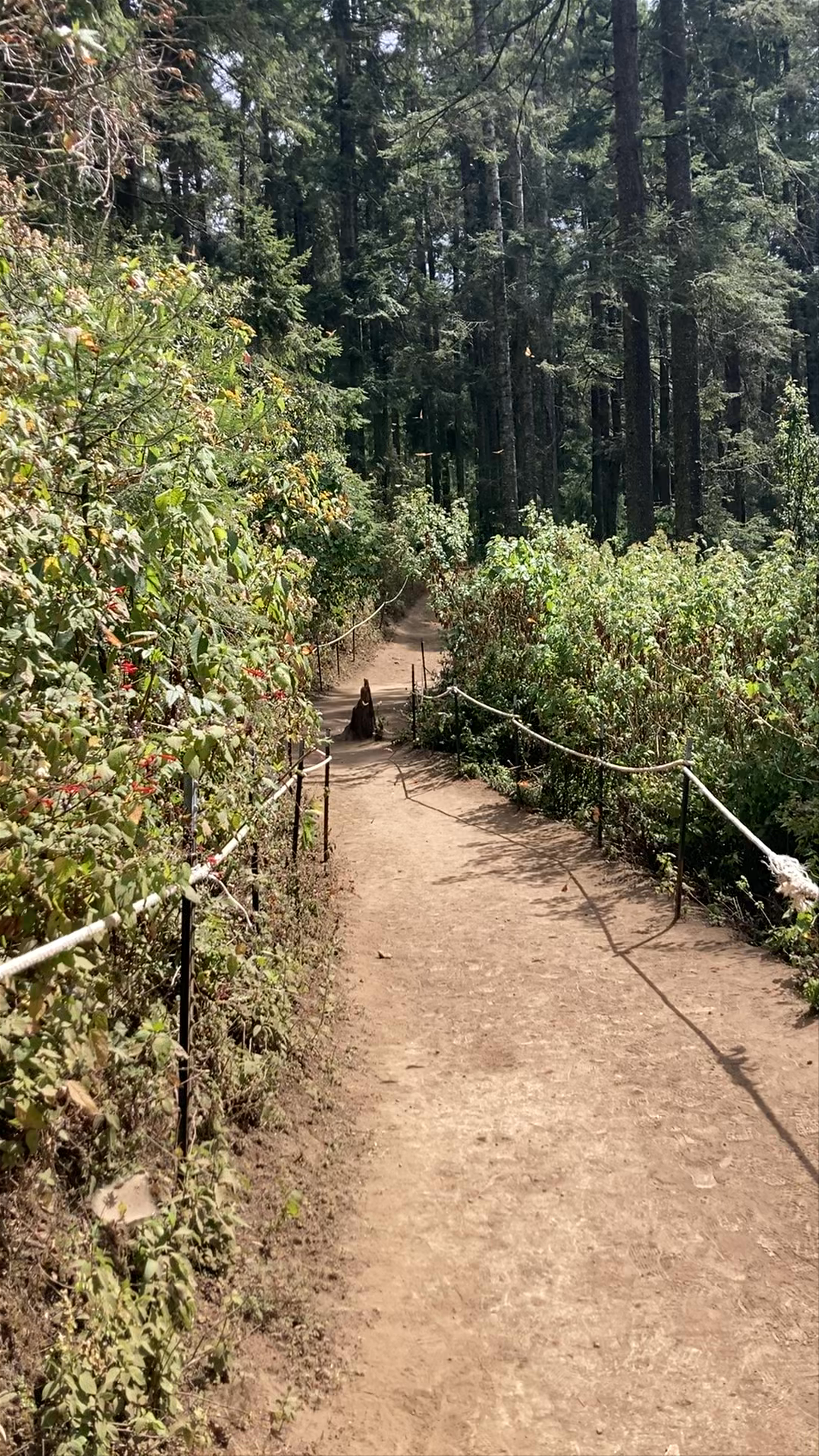 Reserva de la Biósfera Santuario Mariposa Monarca