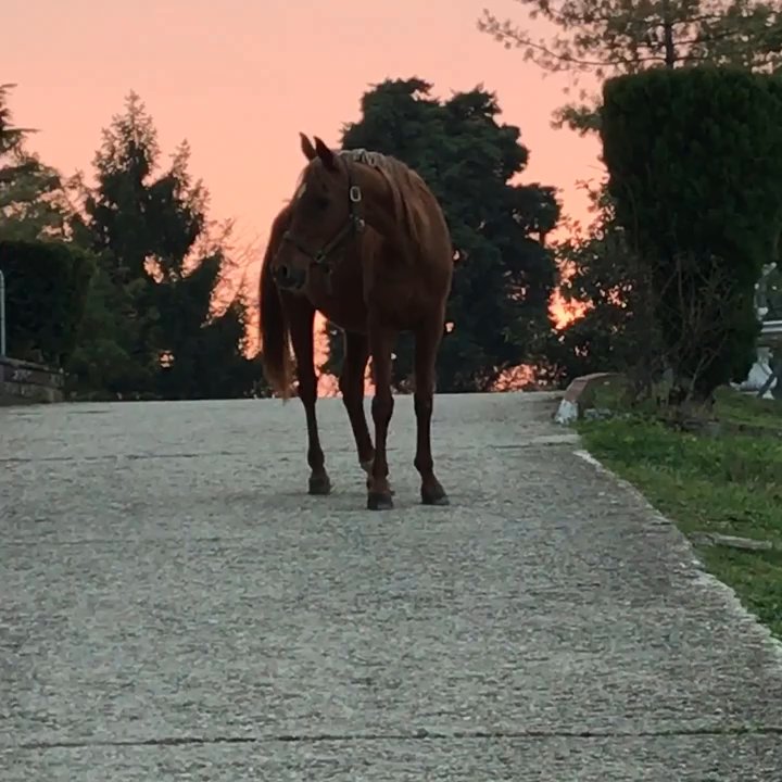 La Dolce Vigna - Grazing at sunset... what else? - Wine Tasting Room Near Me - Veggiano, PD