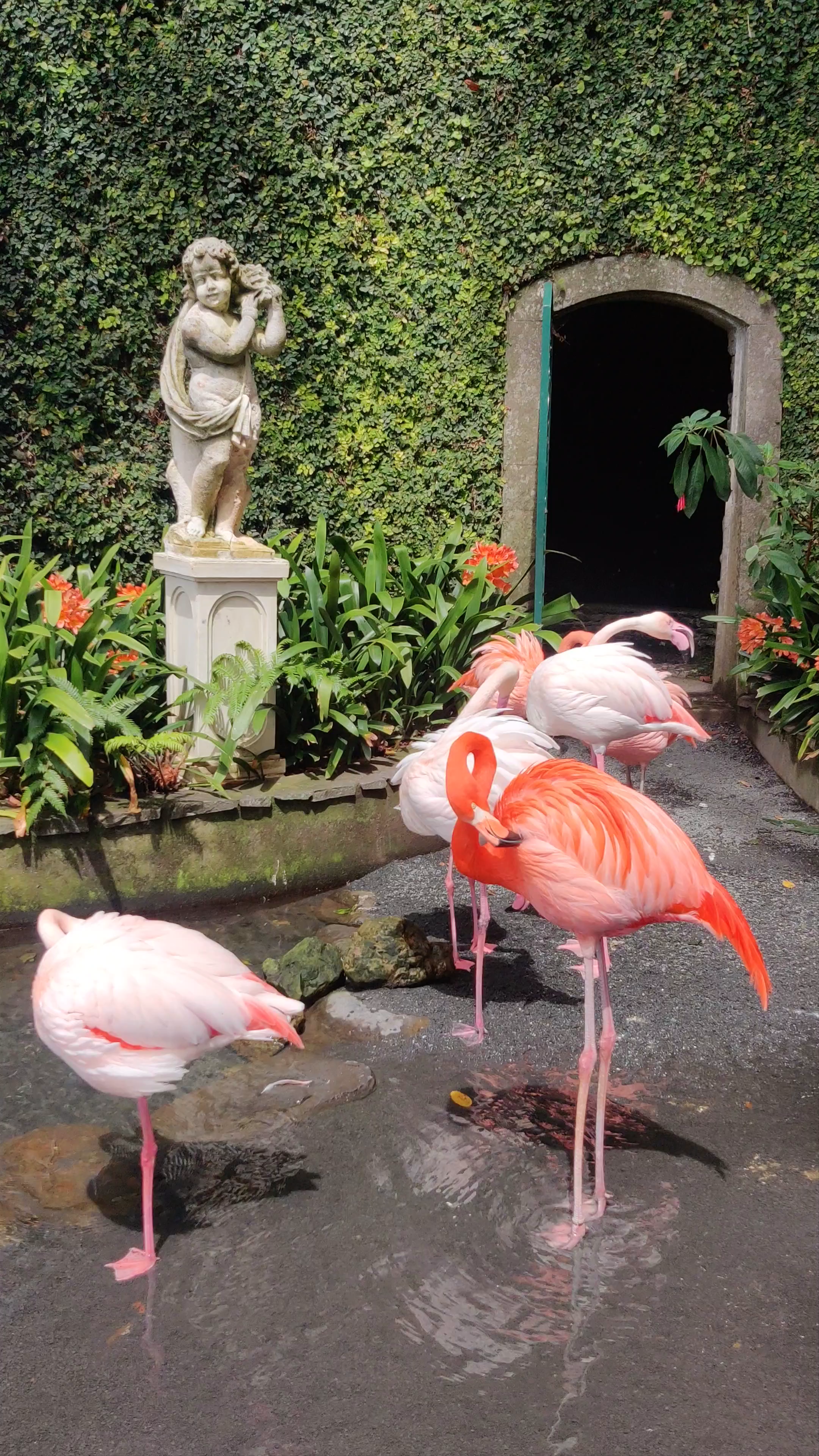 Flamingos at Monte Palace Tropical Garden in Funchal, Madeira