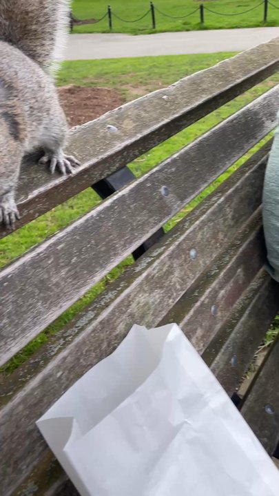 Boston Common - This squirrel climbed my leg and sat on my shoulder wanting a piece of my cookie - Parks Near Me - Boston, Massachusetts