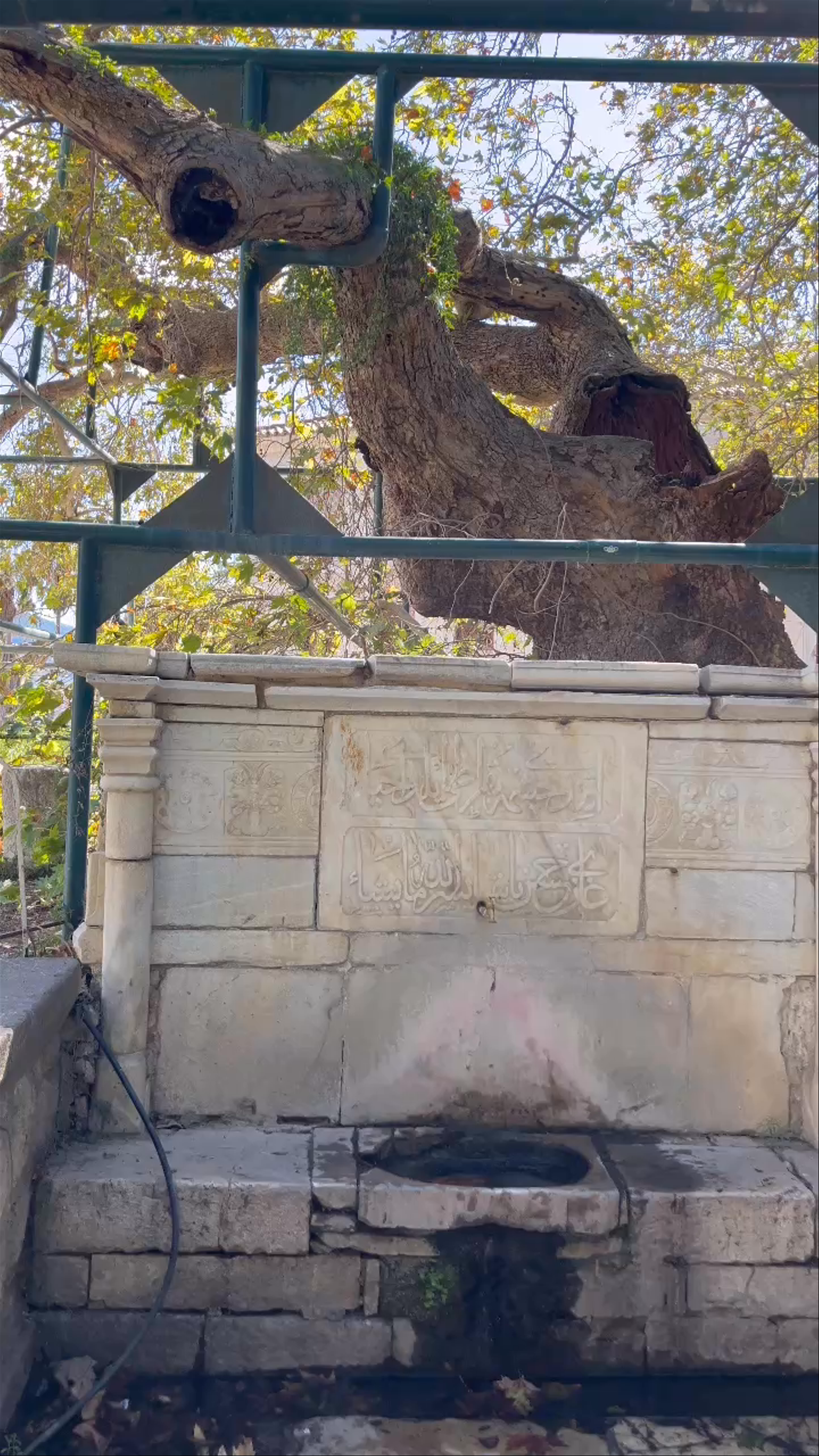 Hippocrates Plane Tree