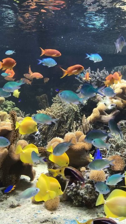 Sea Life - Tropical fish - Aquariums Near Me - Speyer, RP