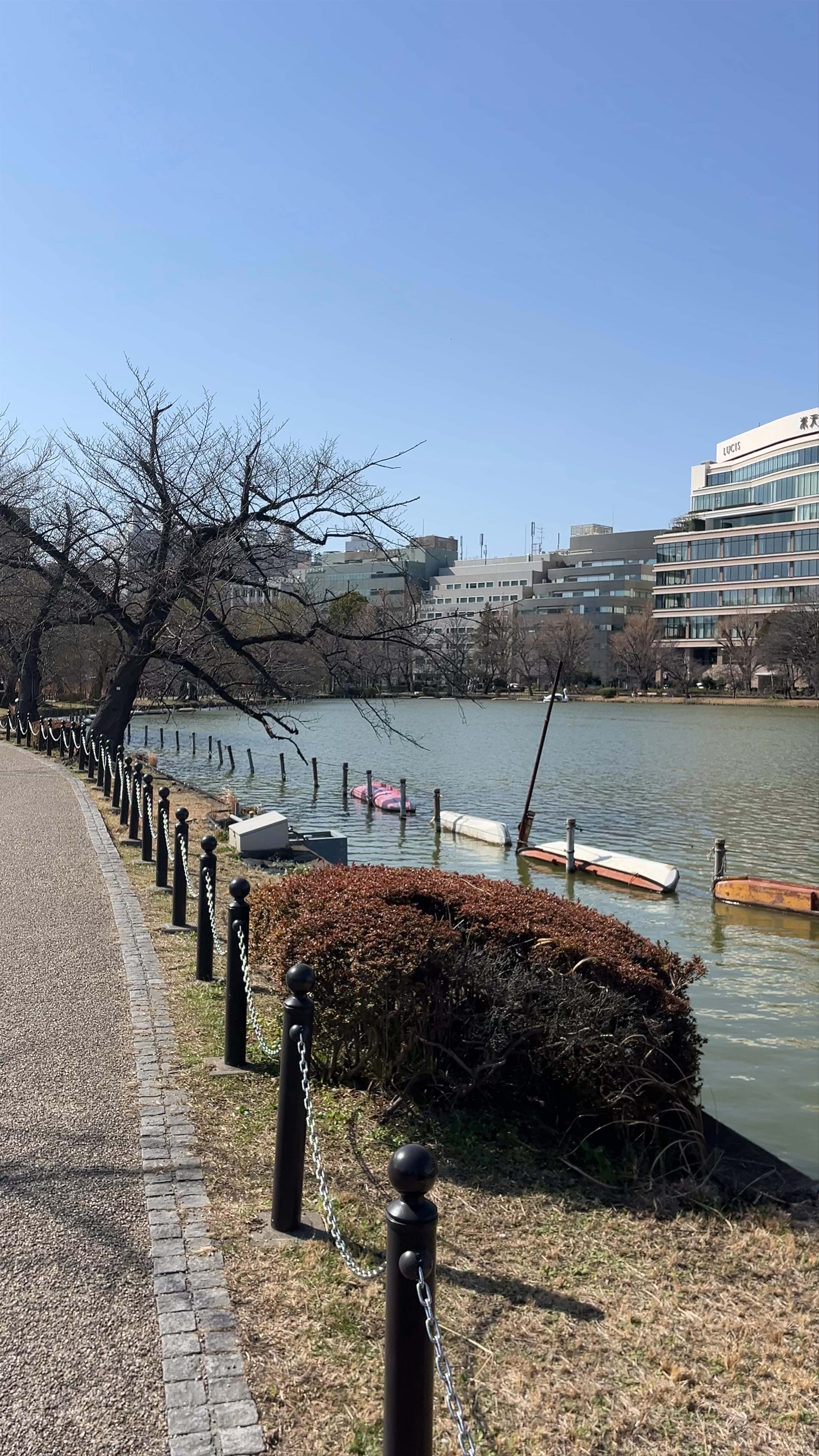Shinobazu Pond