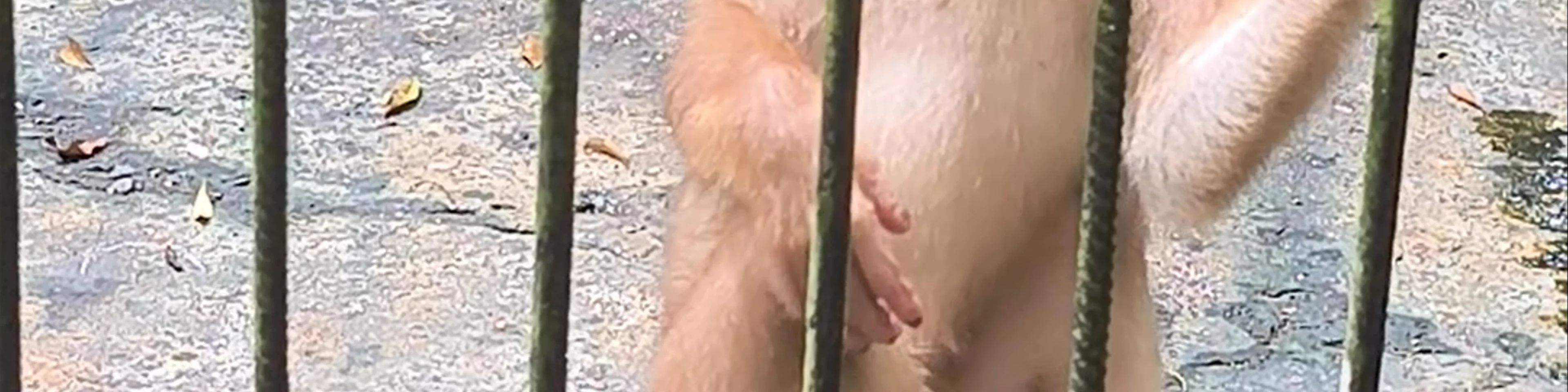 Matang Wildlife Centre