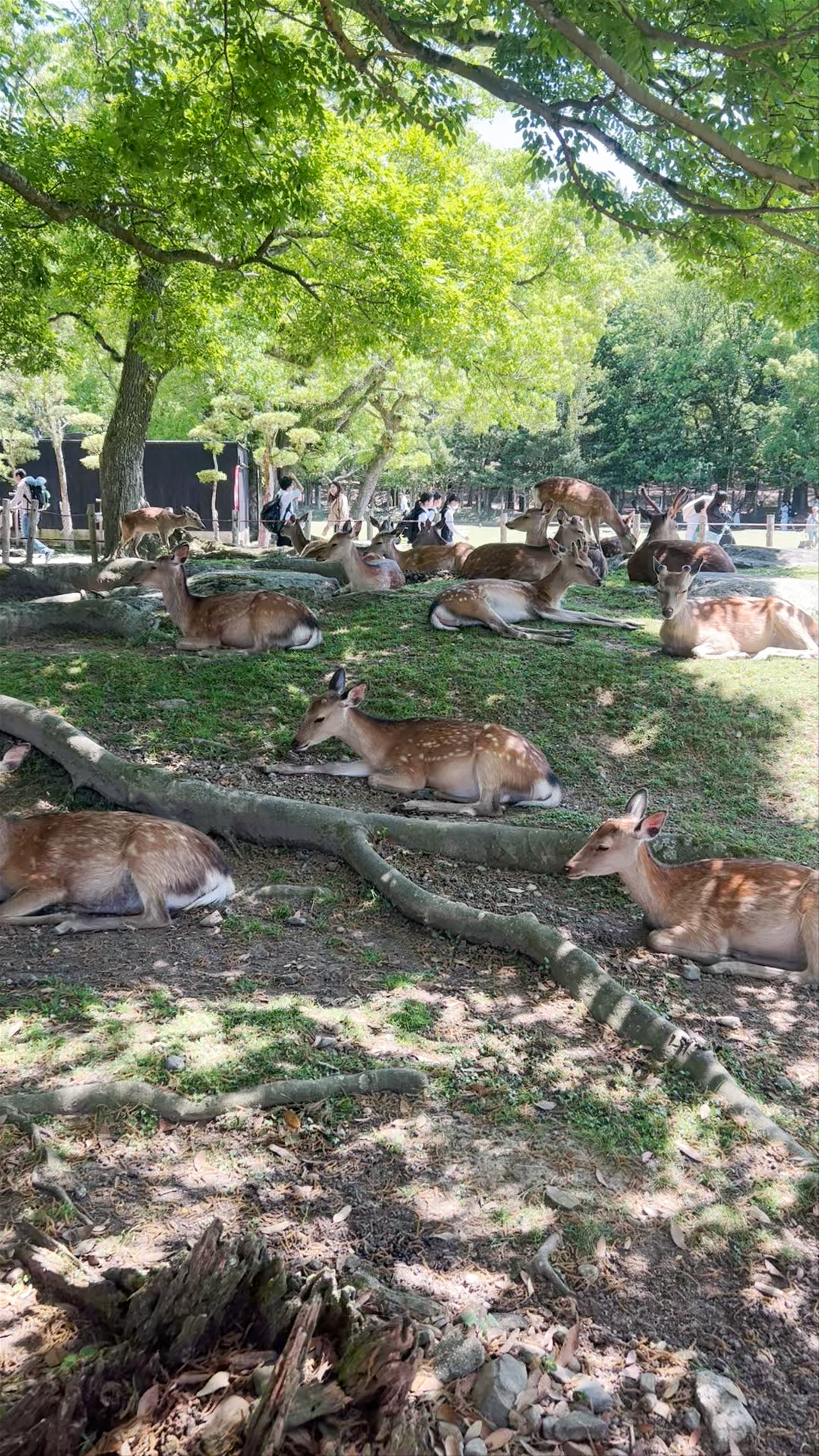 Serene Deer Gathering at Nara Park, Japan