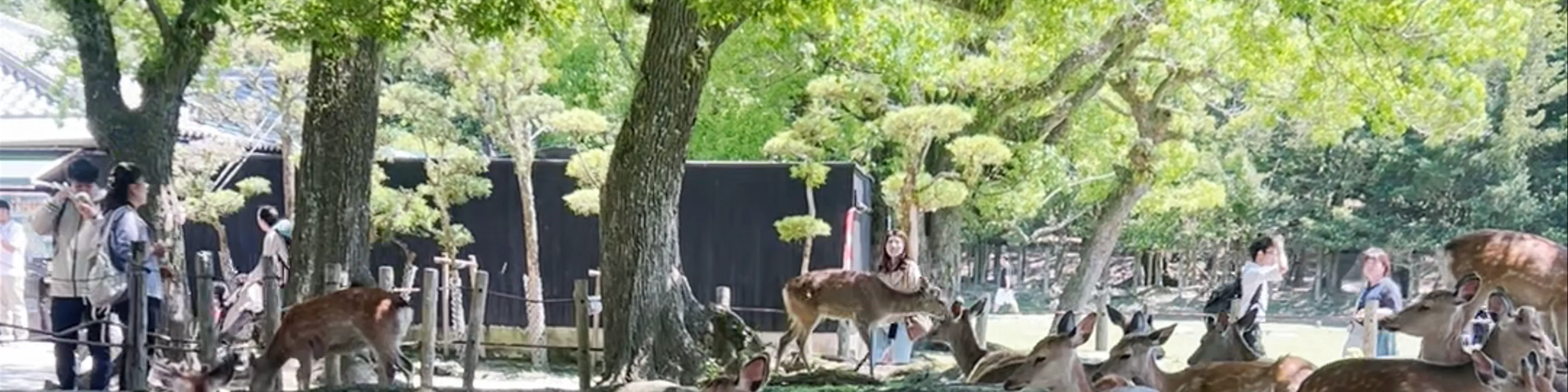 Nara Park