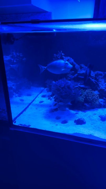 JR Reefs - Aquarium Services Near Me