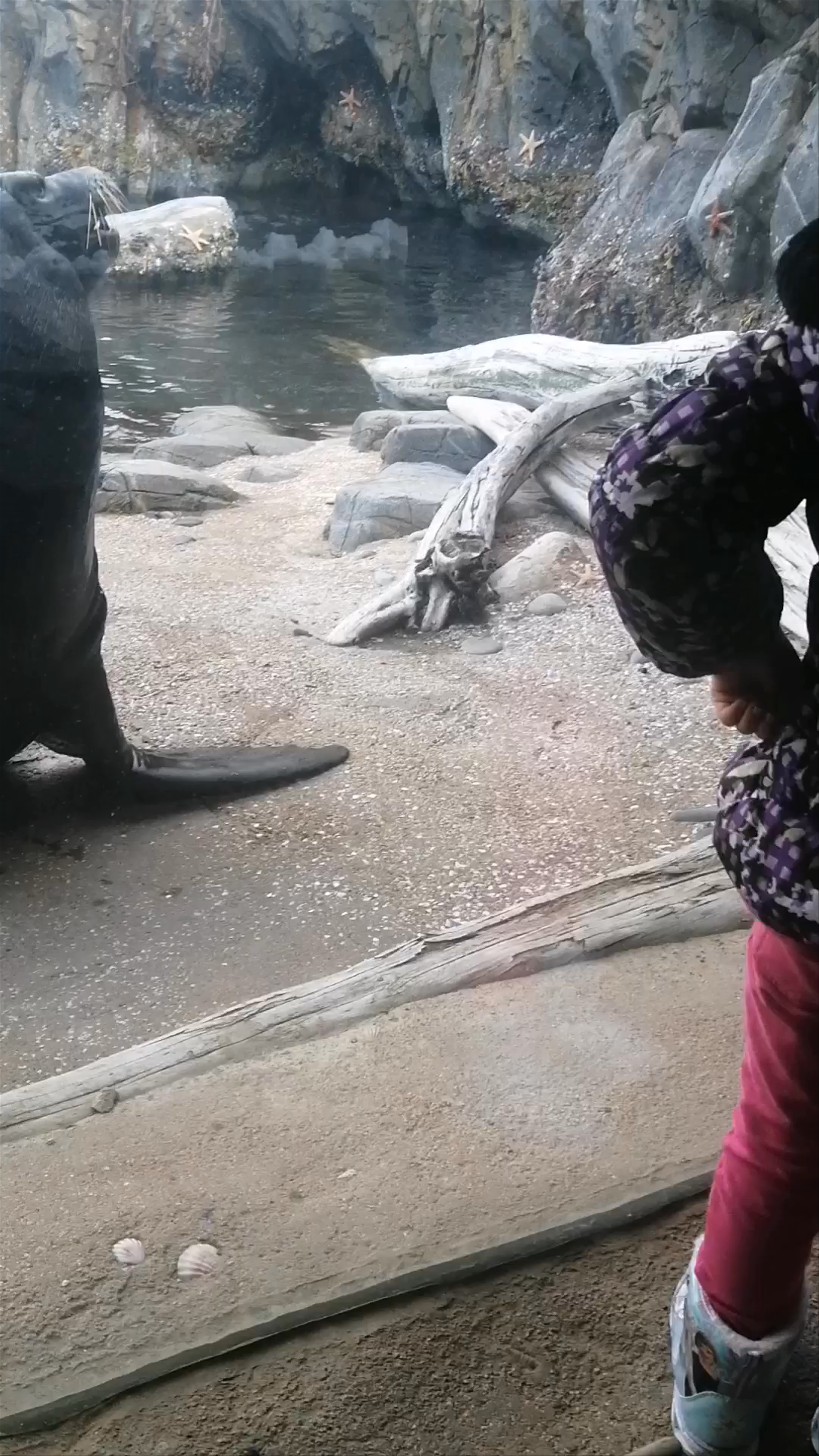 Up Close with Playful Sea Lions at Omaha's Henry Doorly Zoo and Aquarium