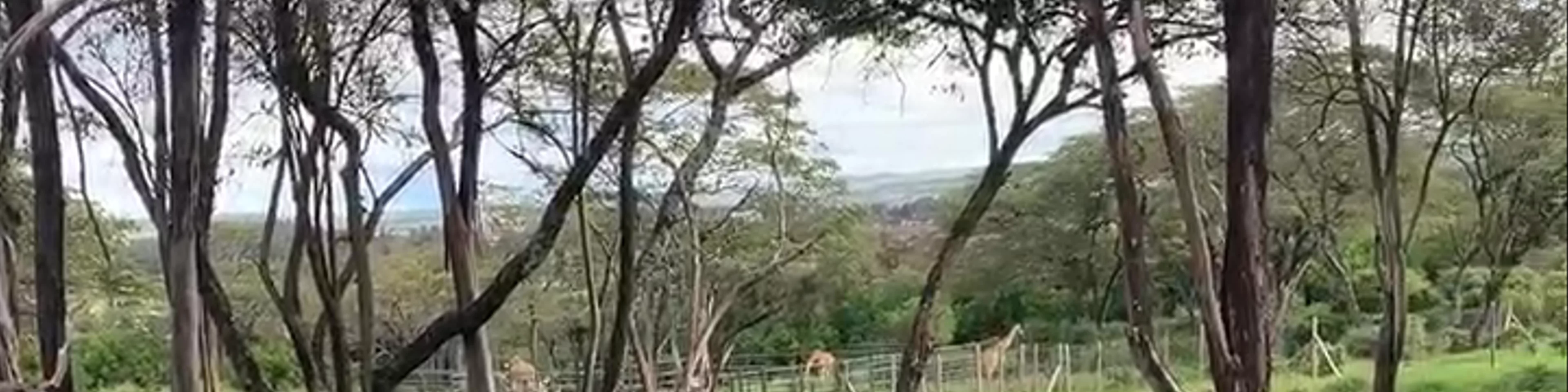 Giraffe Centre