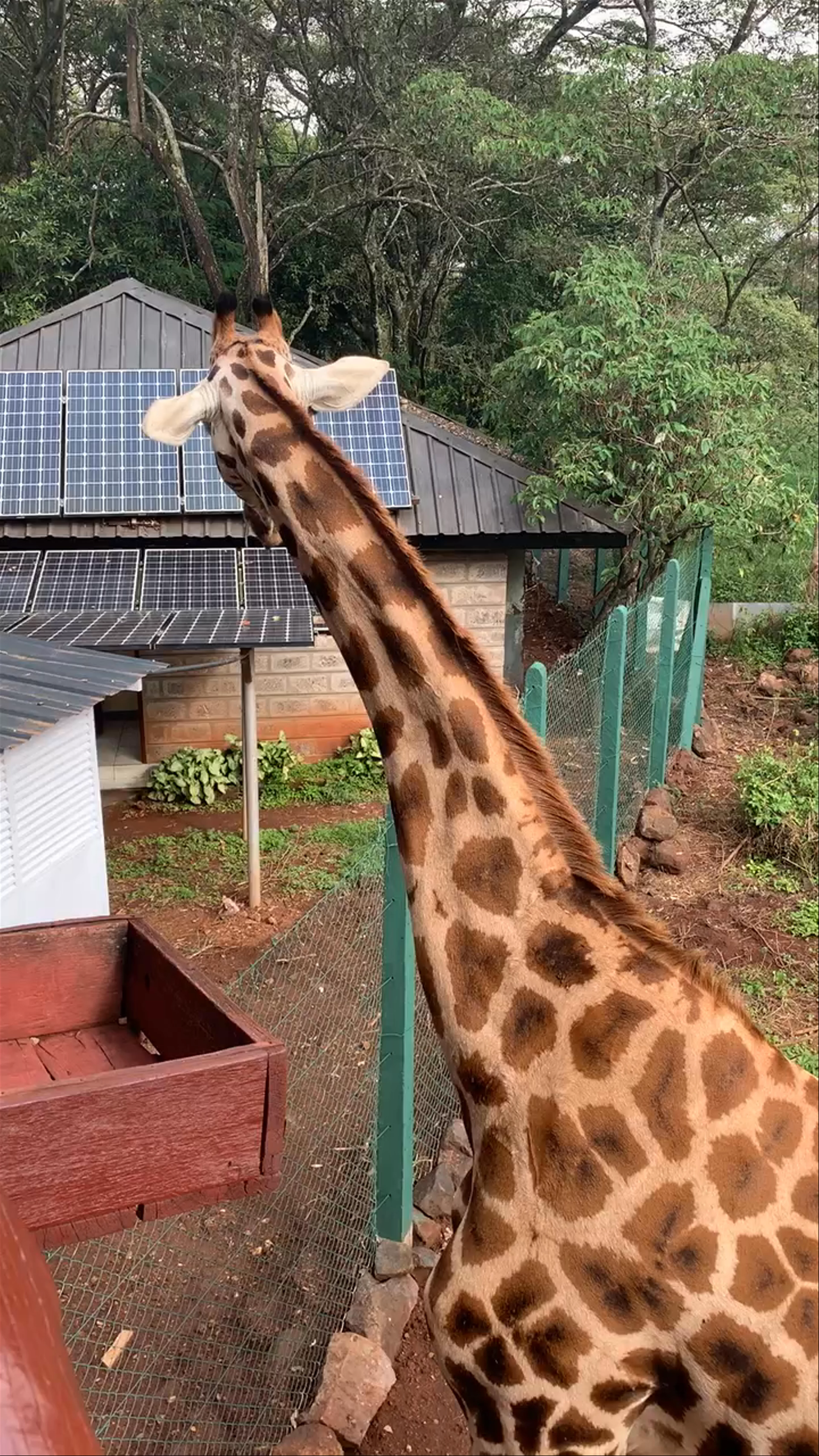 Giraffe Centre, Duma Road, Nairobi, Kenya
