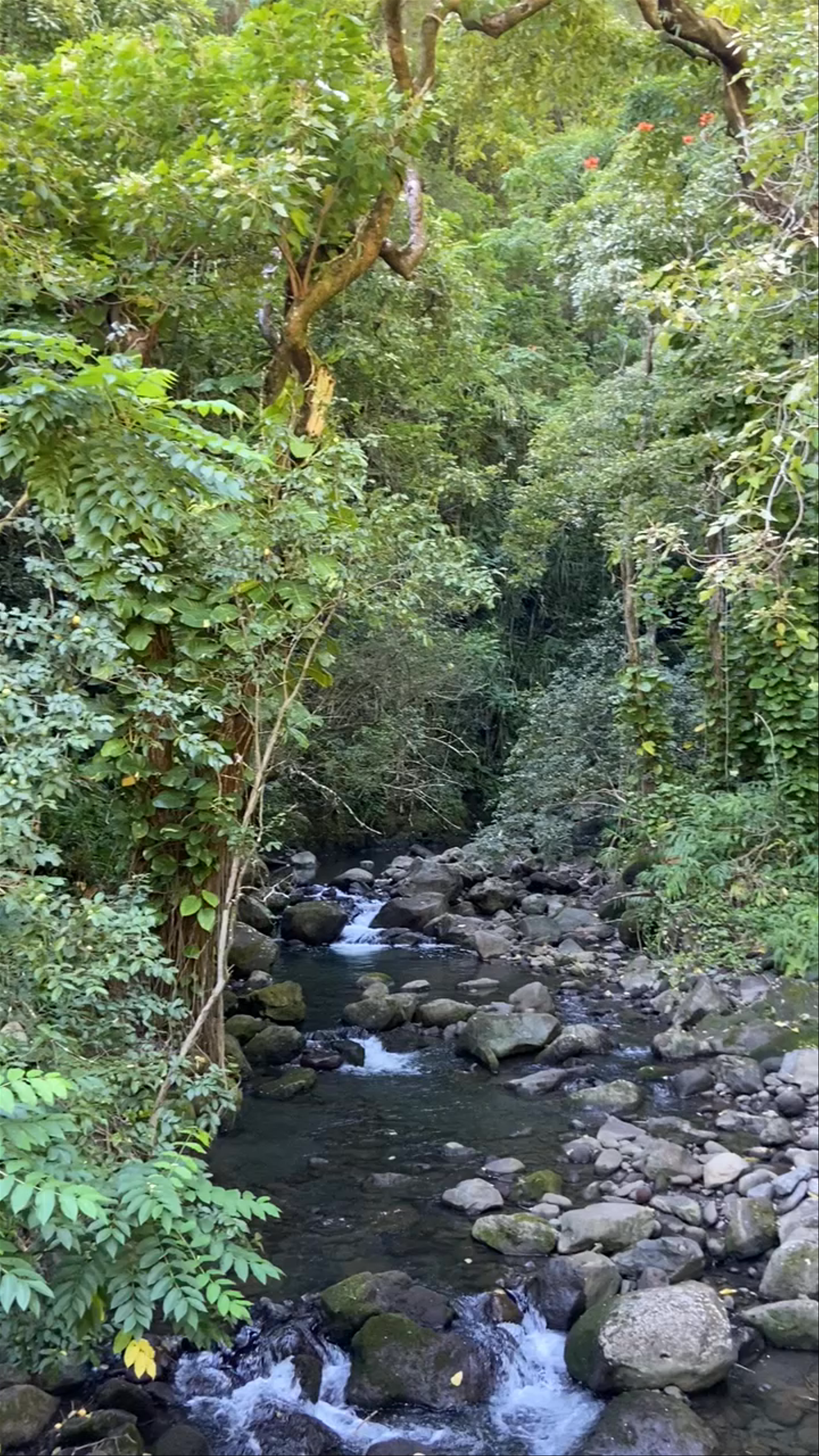Ke'anae Arboretum Stream