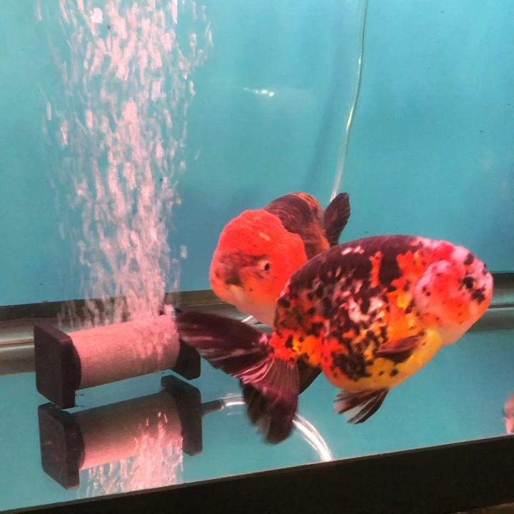 Proaquatic - Ranchu - Aquariums Near Me - Toronto, Ontario