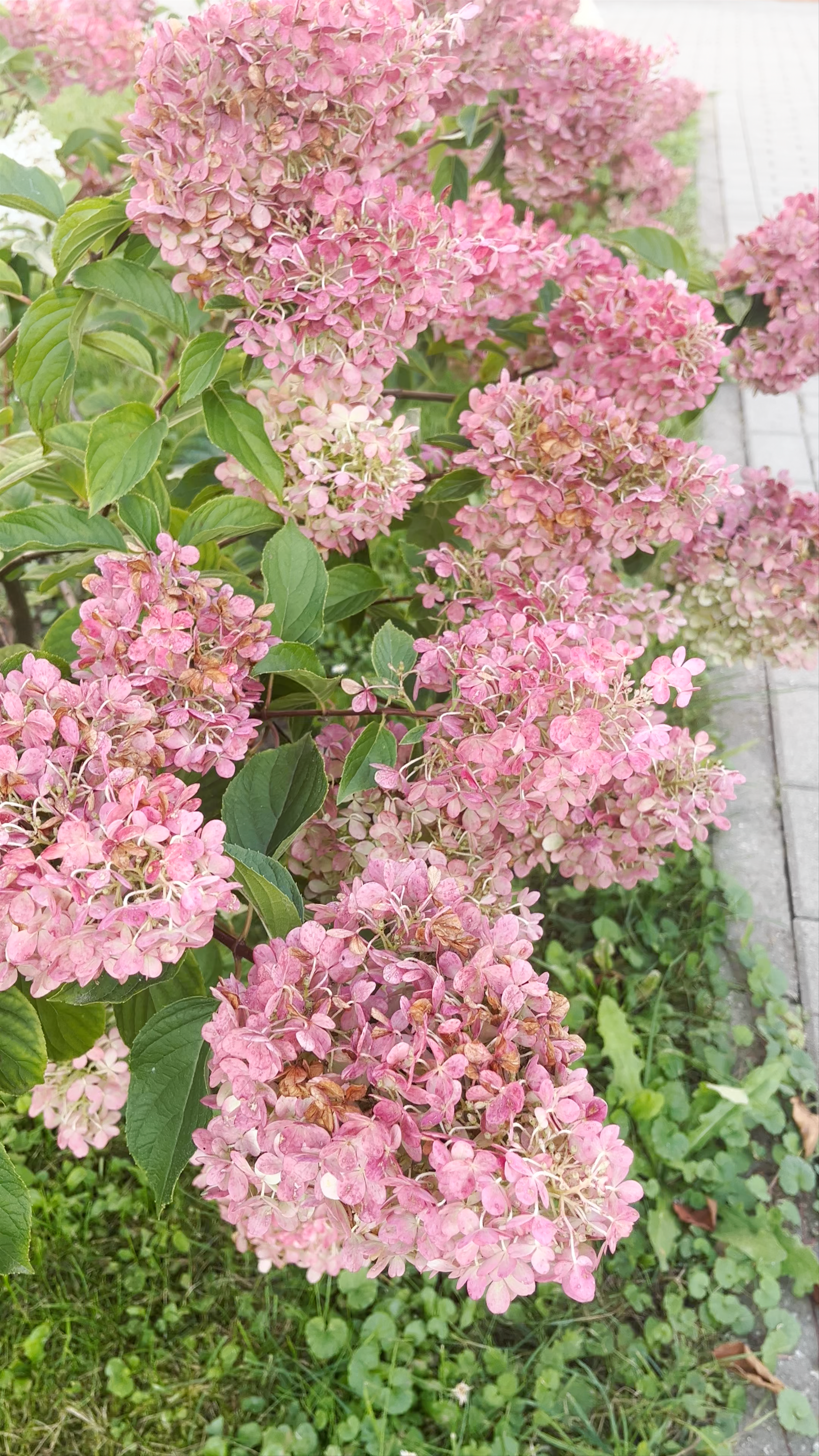 Church of the Nativity of the Blessed Virgin Mary in the town of Iecava