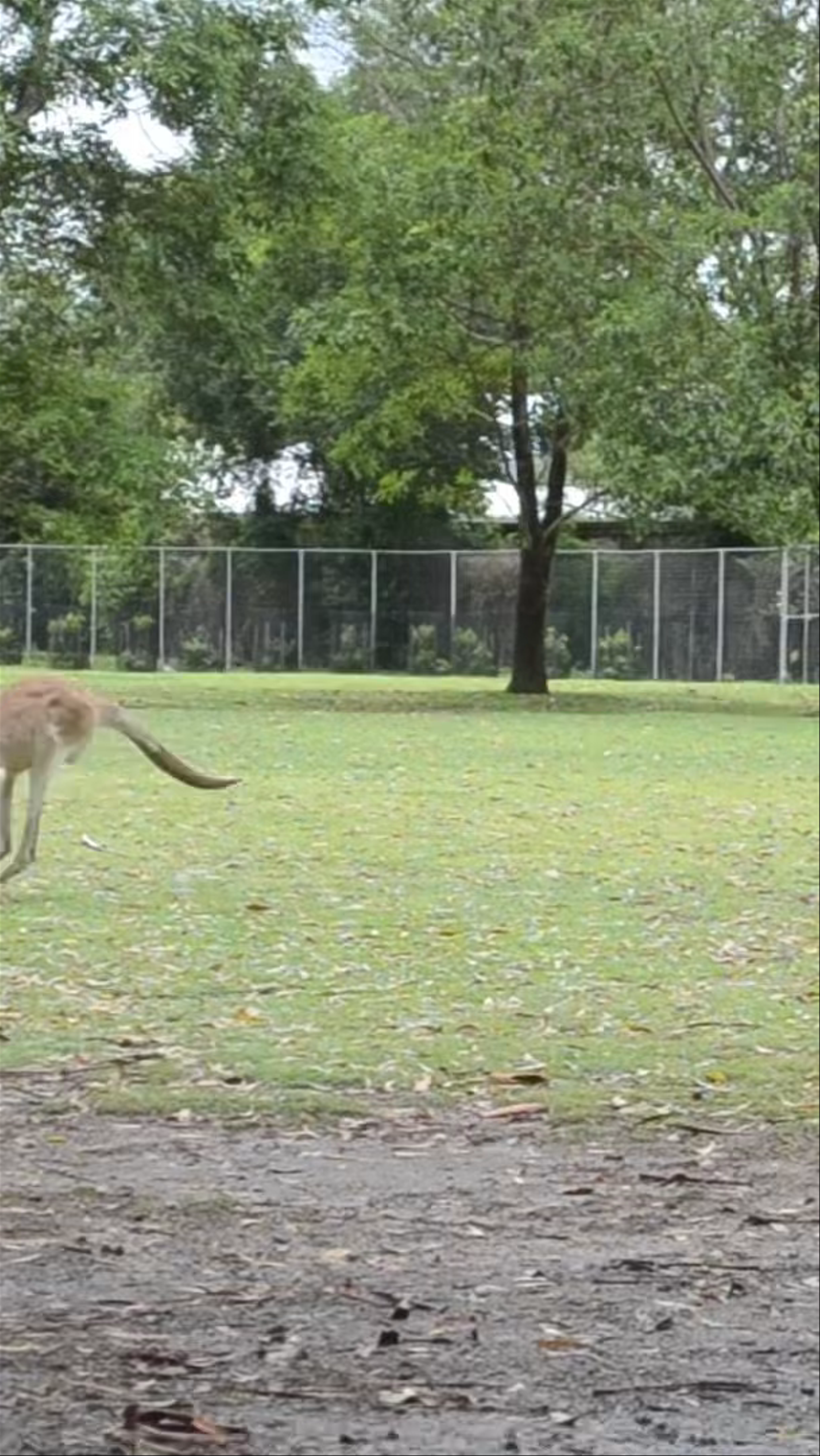 Lone Pine Koala Sanctuary: Up-Close with Australia's Iconic Kangaroos
