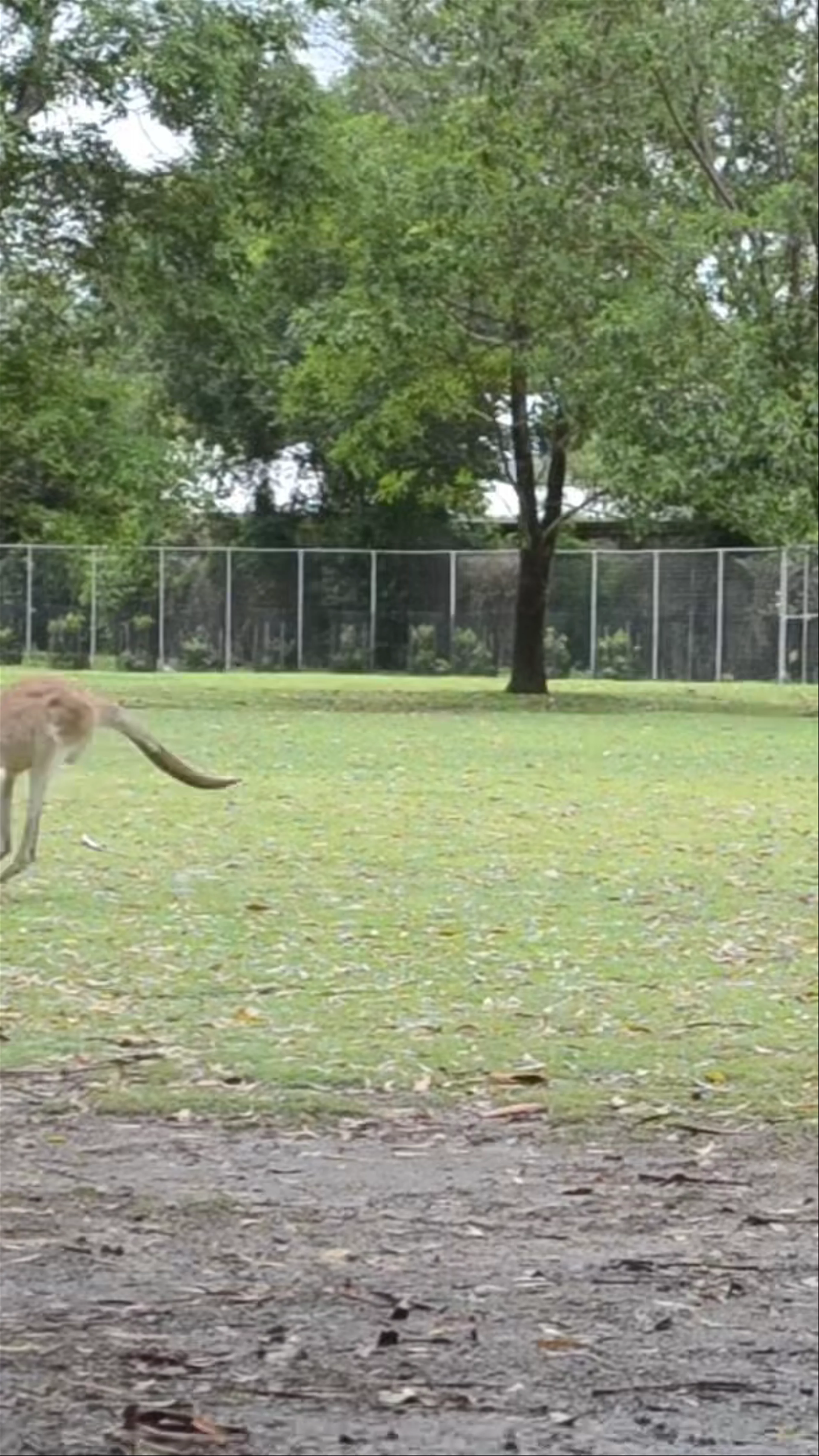 Lone Pine Koala Sanctuary