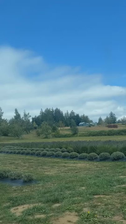 Bates Lavender Farm - a video of the fields, end of august :) - Cosmetics & Beauty Supply Near Me - Corbett, Oregon