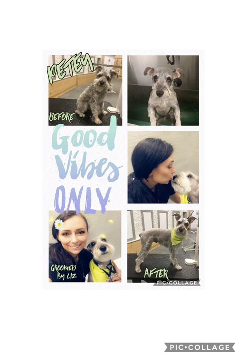 Le Petite Pooch - Fishhawk - Petey the Schnauzer enjoying his spa day with Liz - Pet Groomers Near Me - Lithia, Florida