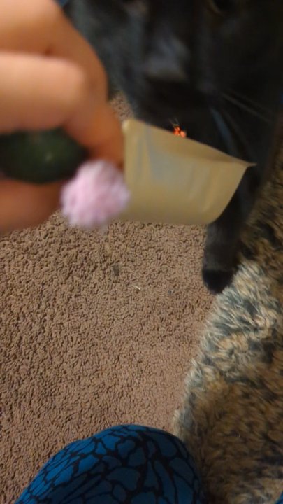 92Elements - Cat has pur-fect reaction to catnip - Gemstones & Minerals Near Me - Pomona, California