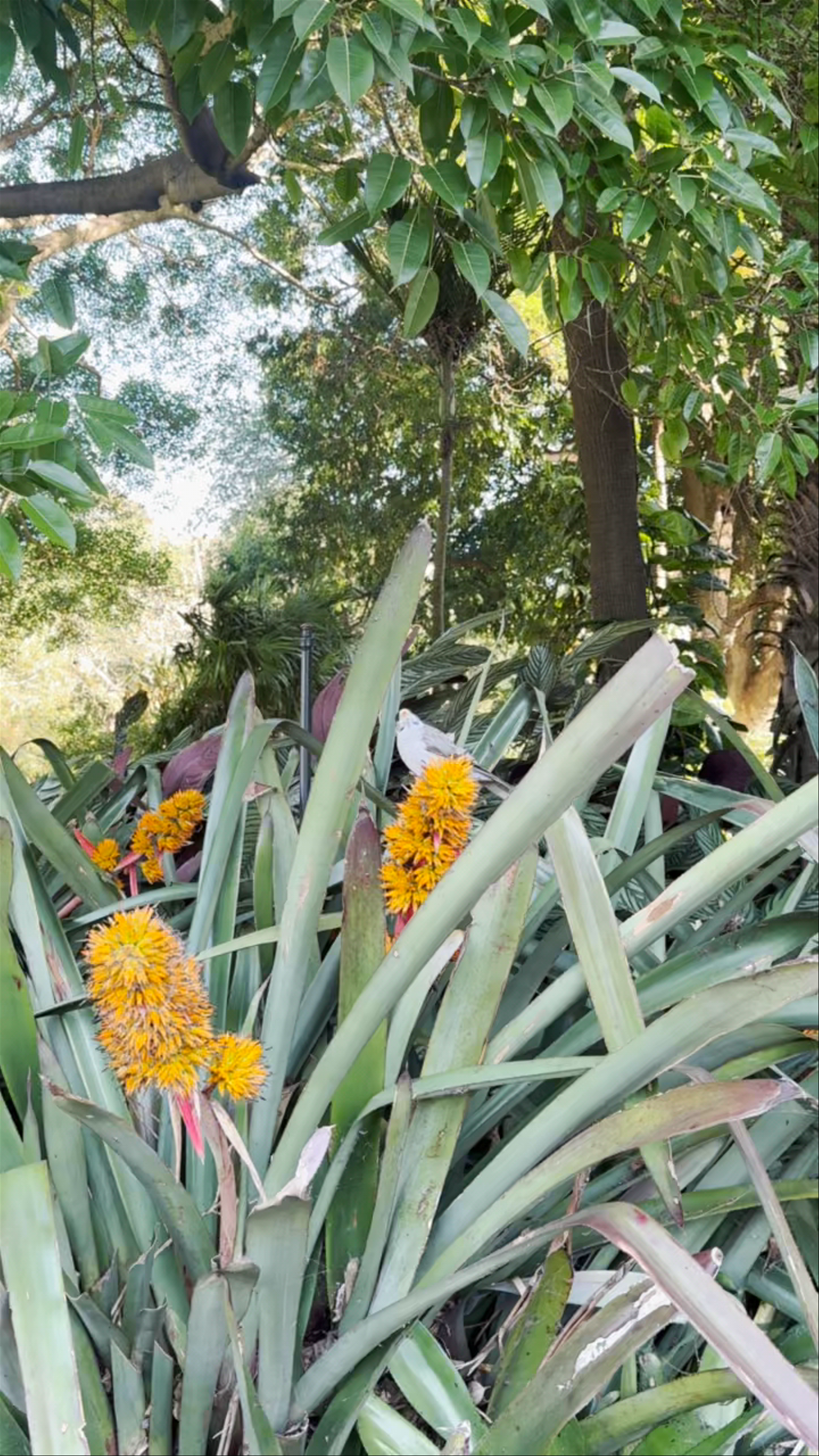 Royal Botanic Garden Sydney
