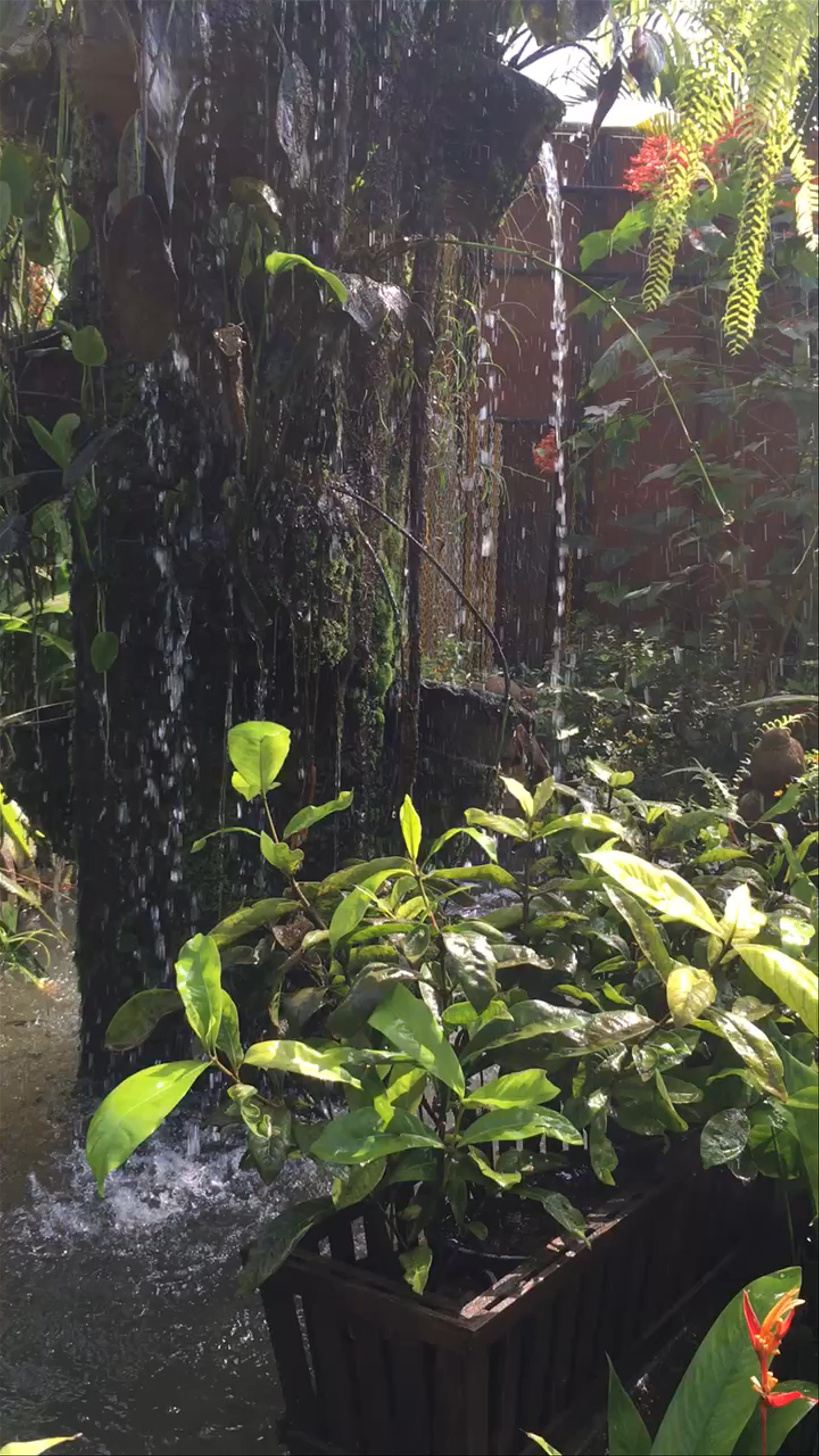 Bai Orchid-Butterfly Farm: A Tropical Sanctuary in Chiang Mai