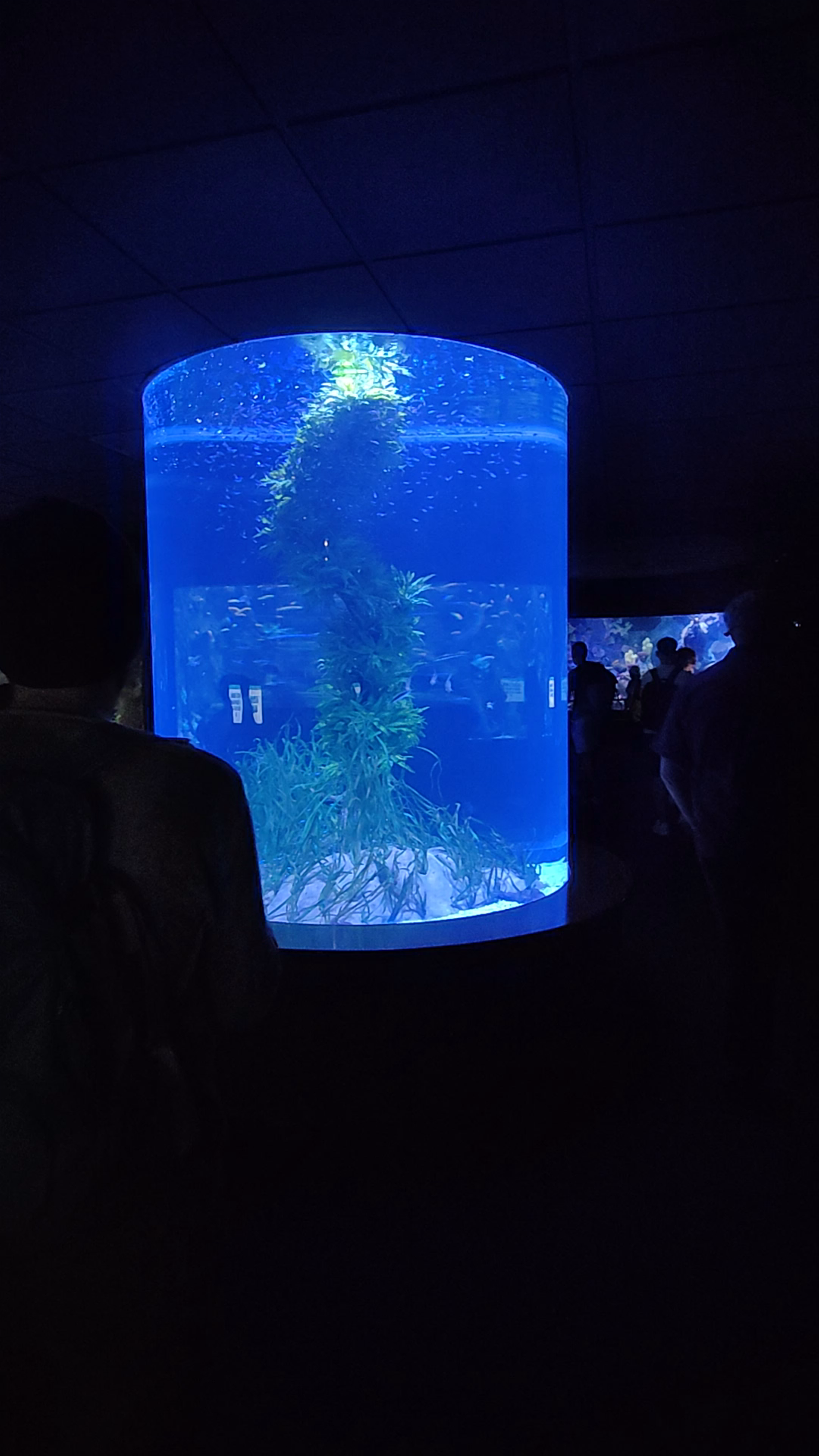 Underwater Wonders at Acuario, Loro Parque, Puerto de la Cruz