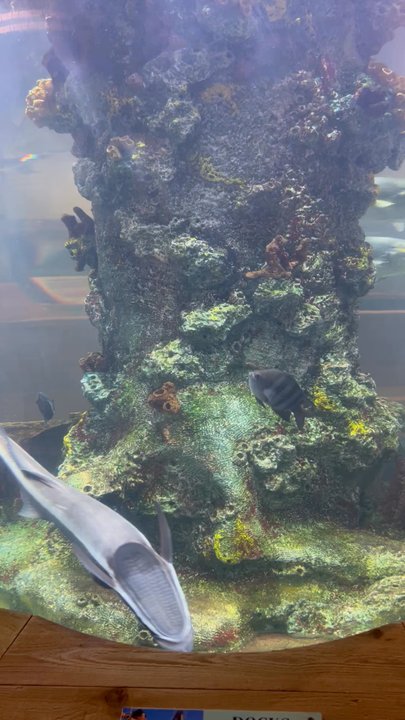 Loxahatchee River Center - Aquariums Near Me - Jupiter, Florida