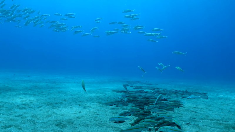 Yellowfin Goatfish poster