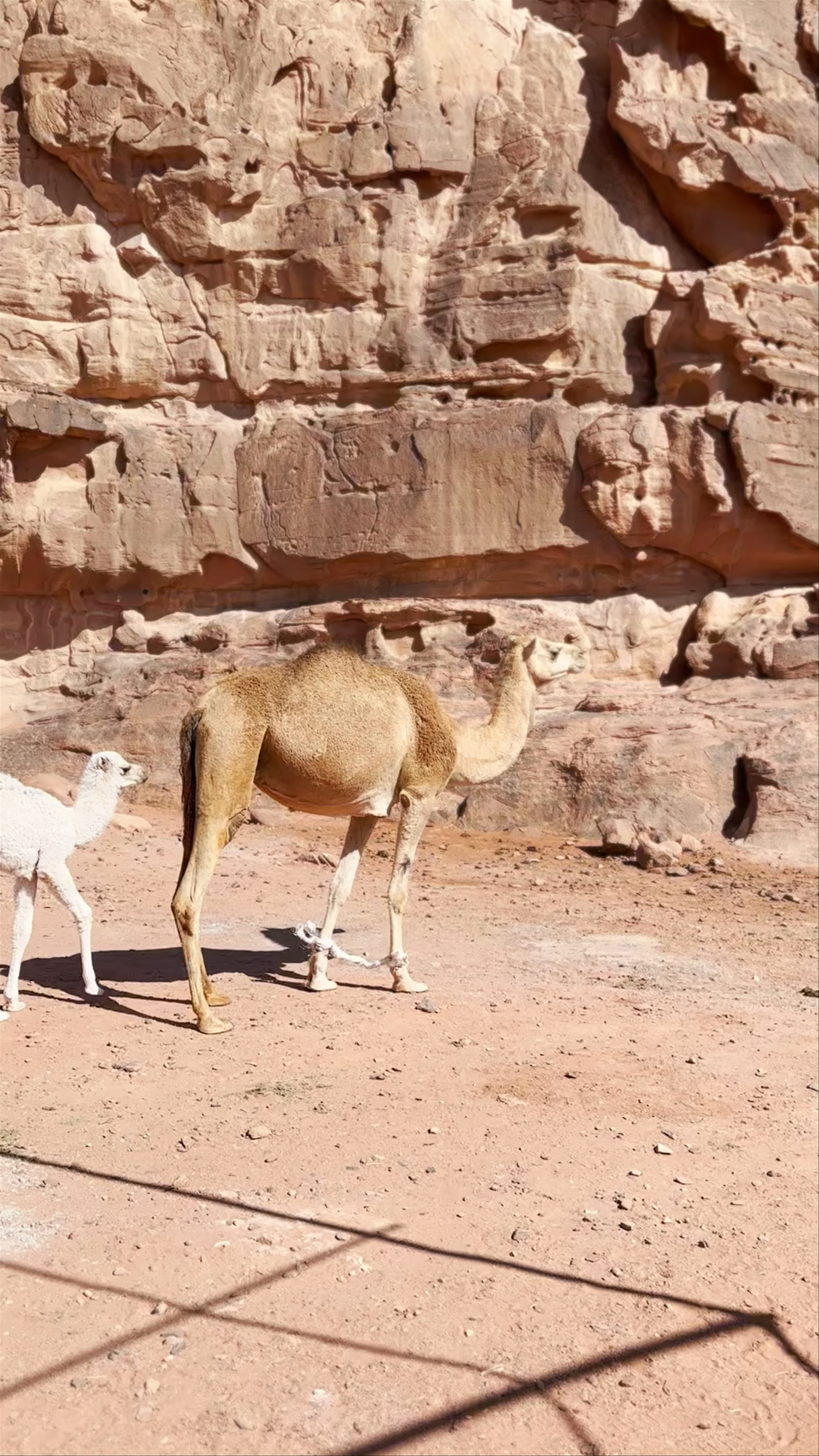 Wadi Rum: Majestic Desert Life and Bedouin Heritage in Jordan