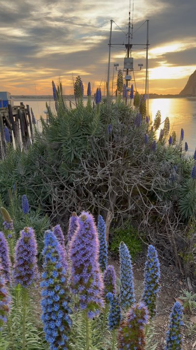 Morro Bay Rock - Beaches Near Me - Morro Bay, California