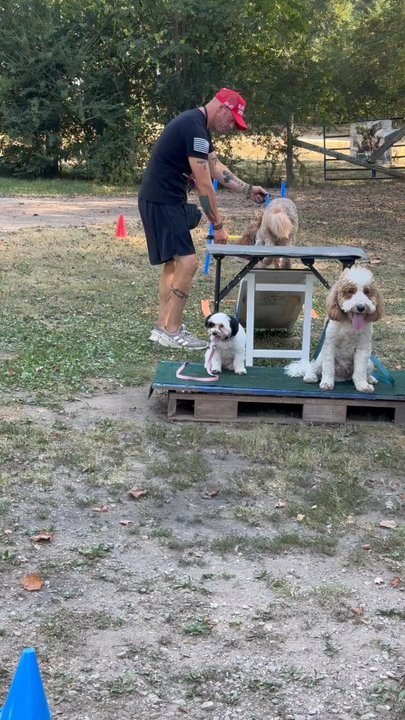 MALS K9 Training & Sales - Pet Training Near Me