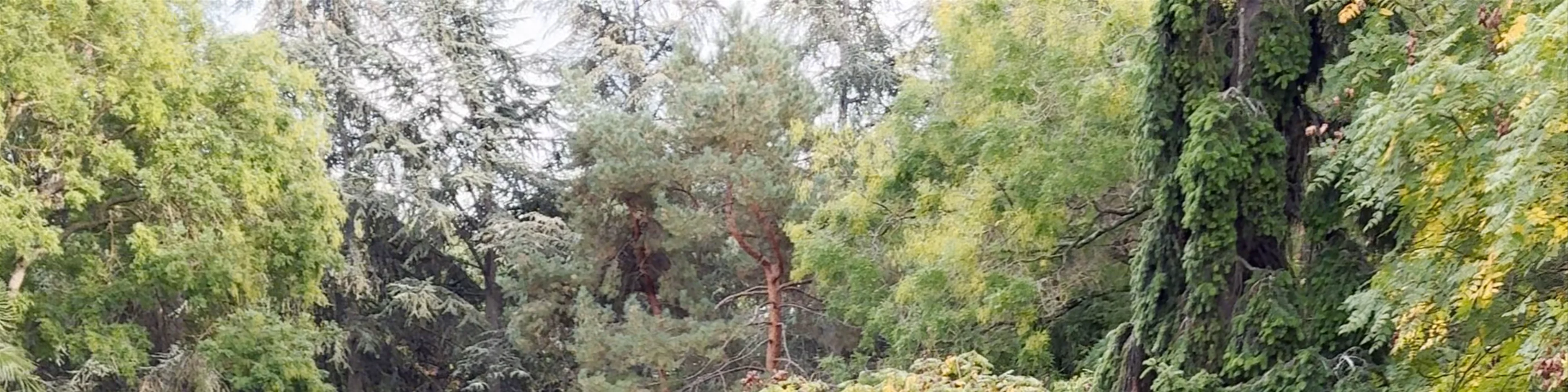 Jardin Japonais Pierre Baudis