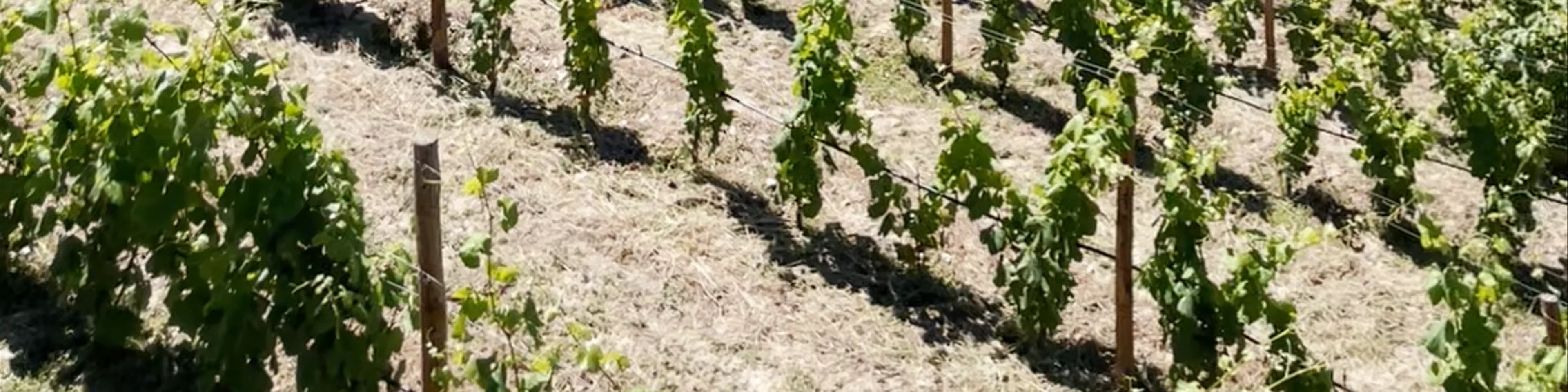 Quinta do Jalloto - Family vineyards