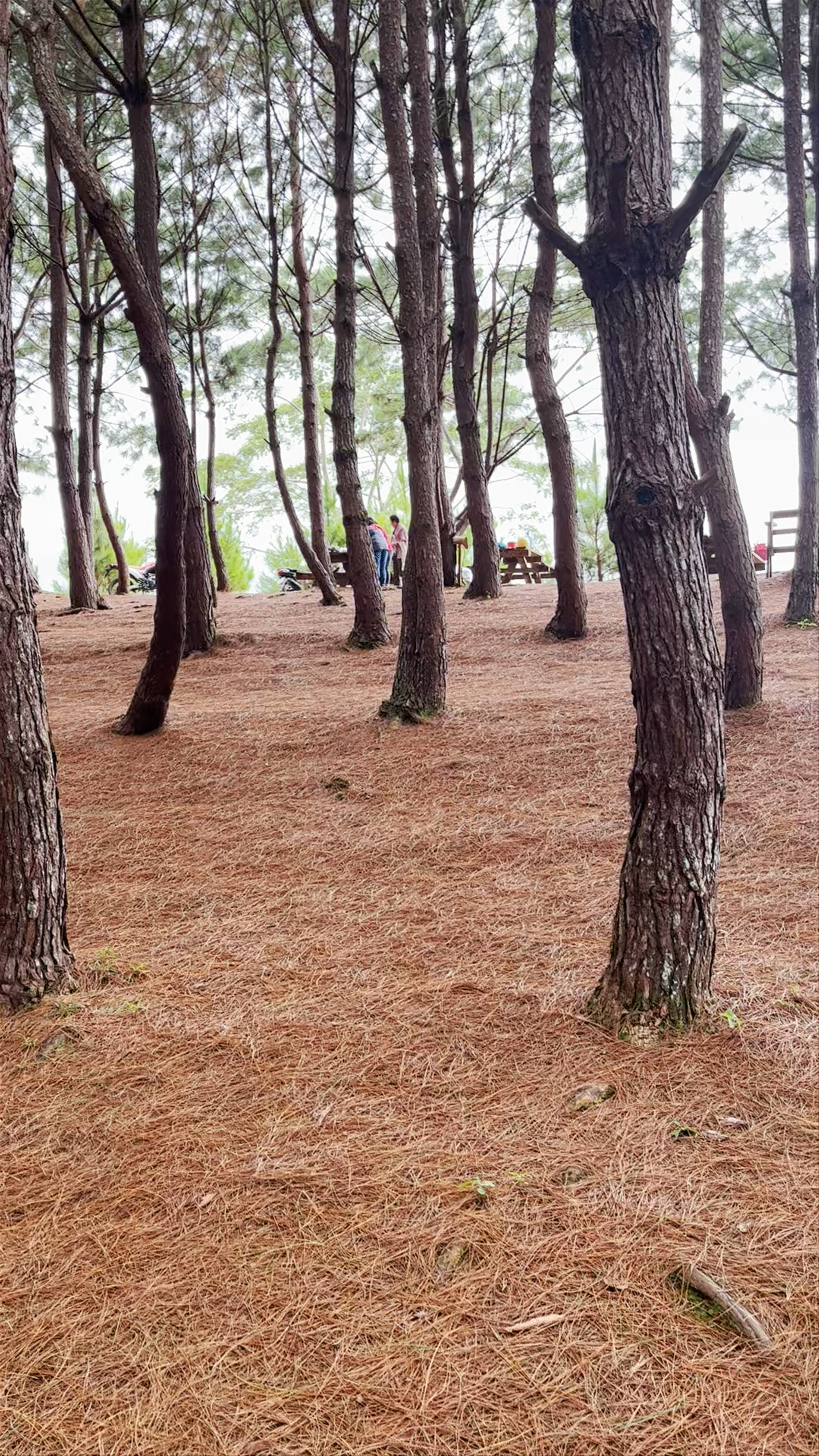Matampa Pine Trees Park