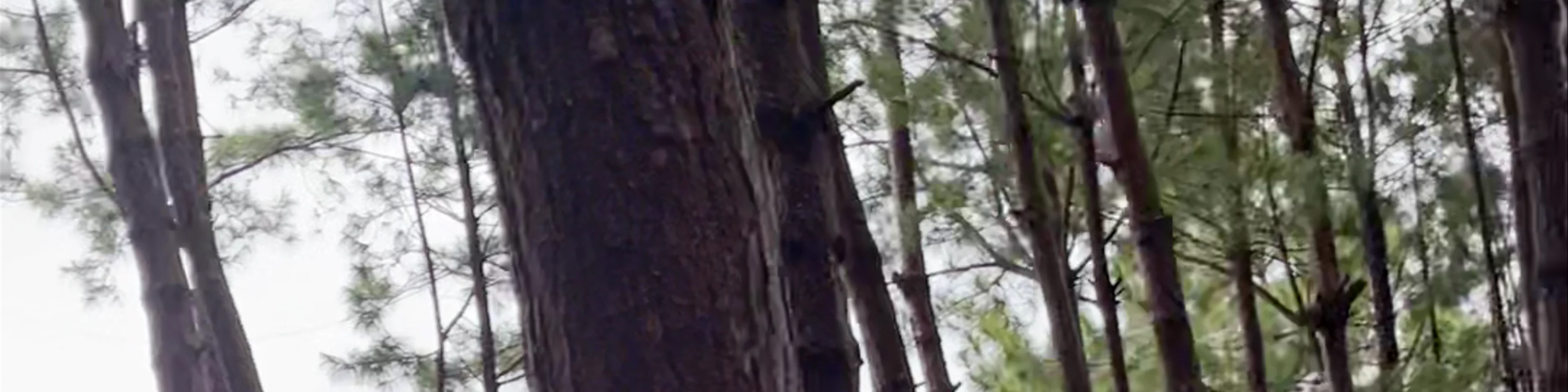 Matampa Pine Trees Park