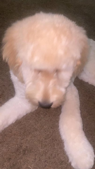 Tailwaggers - Our happy little fluff ball - Pet Groomers Near Me - Fresno, California