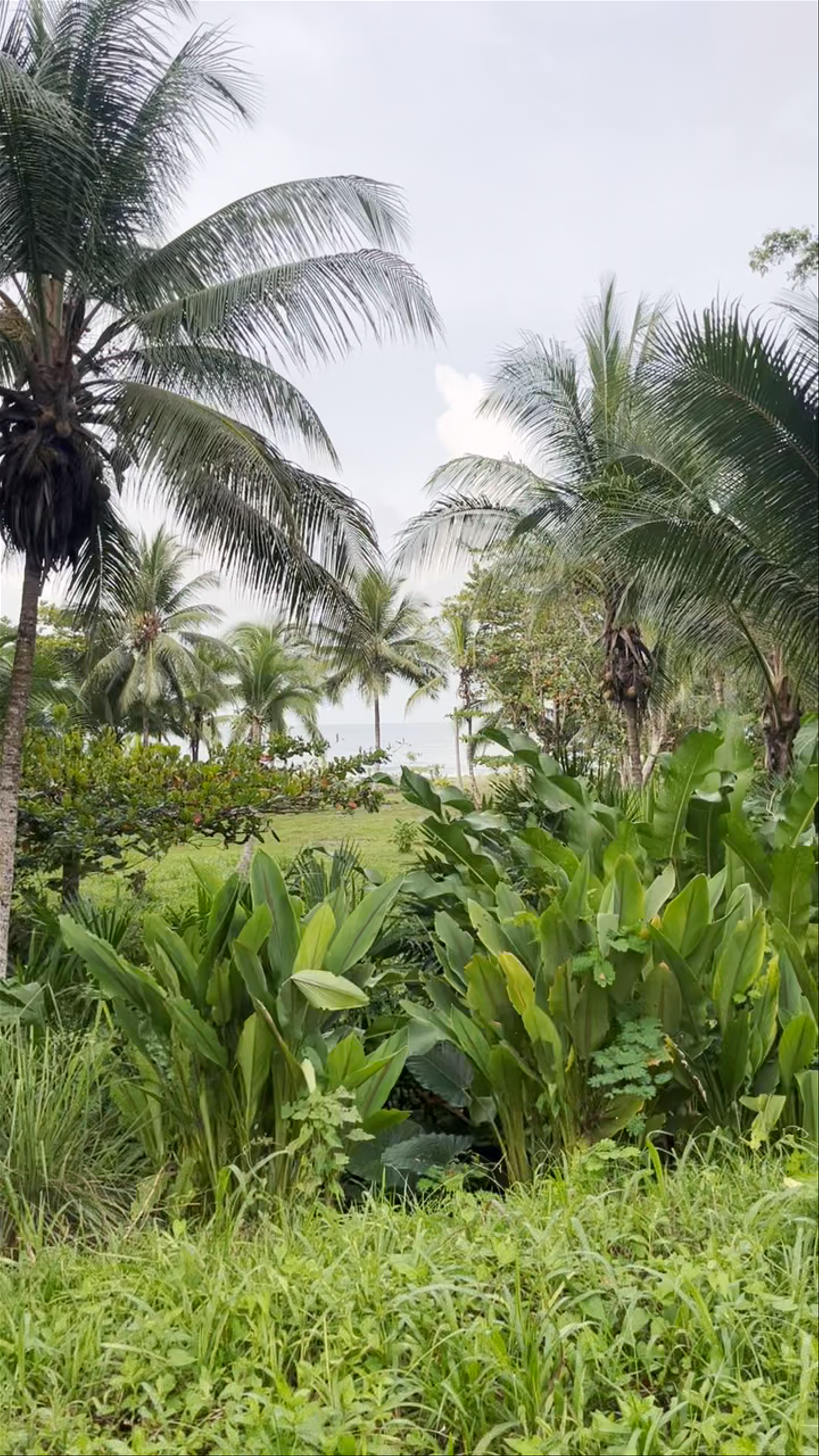 Playa Grande en Cahuita
