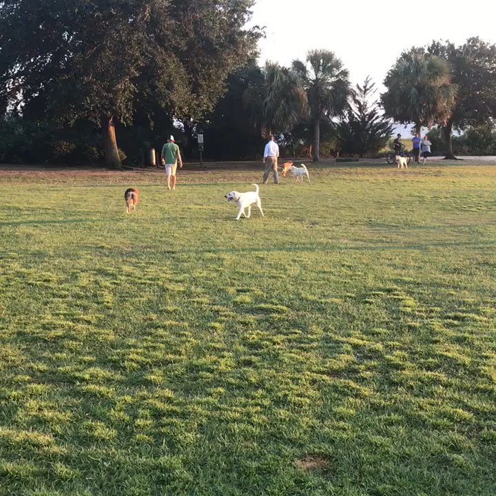 Alhambra Hall - Alhambra Dog Field - Venues & Event Spaces Near Me - Mount Pleasant, South Carolina