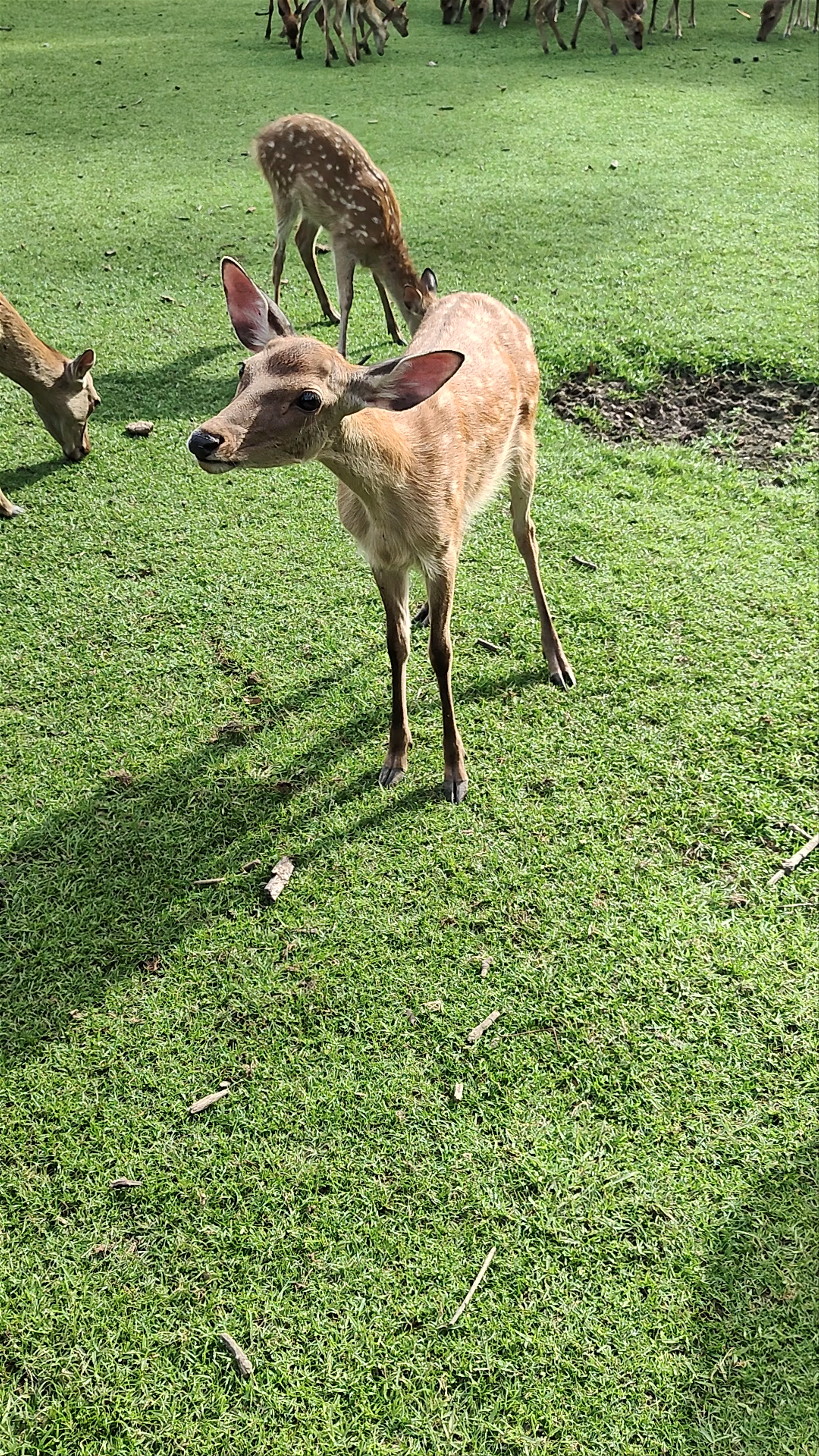 Magical Encounters with Deer at Nara Park, Japan
