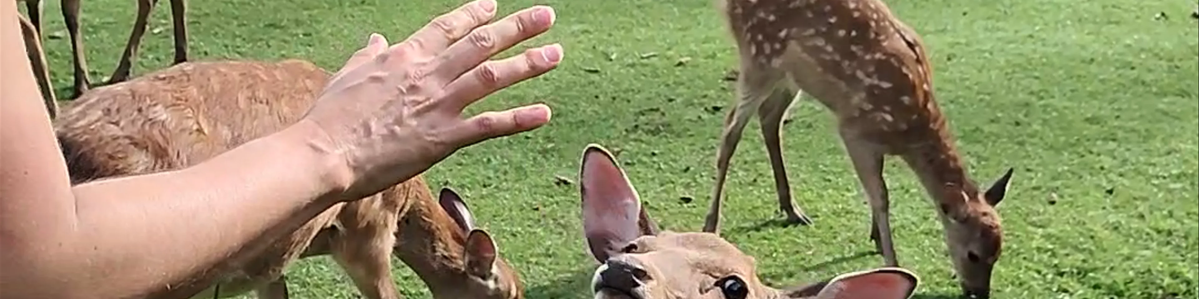 Nara Park
