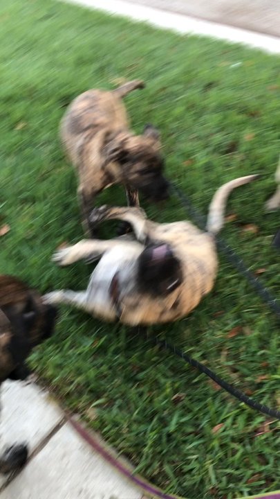 White Rock Creek Trail - Wrestling puppies under moms watchful eyes - Parks Near Me - Dallas, Texas