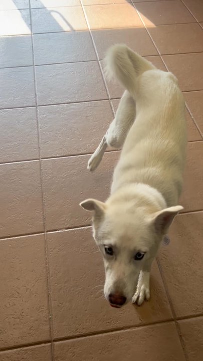 freeDOGm - Pet Training Near Me - Miami, Florida