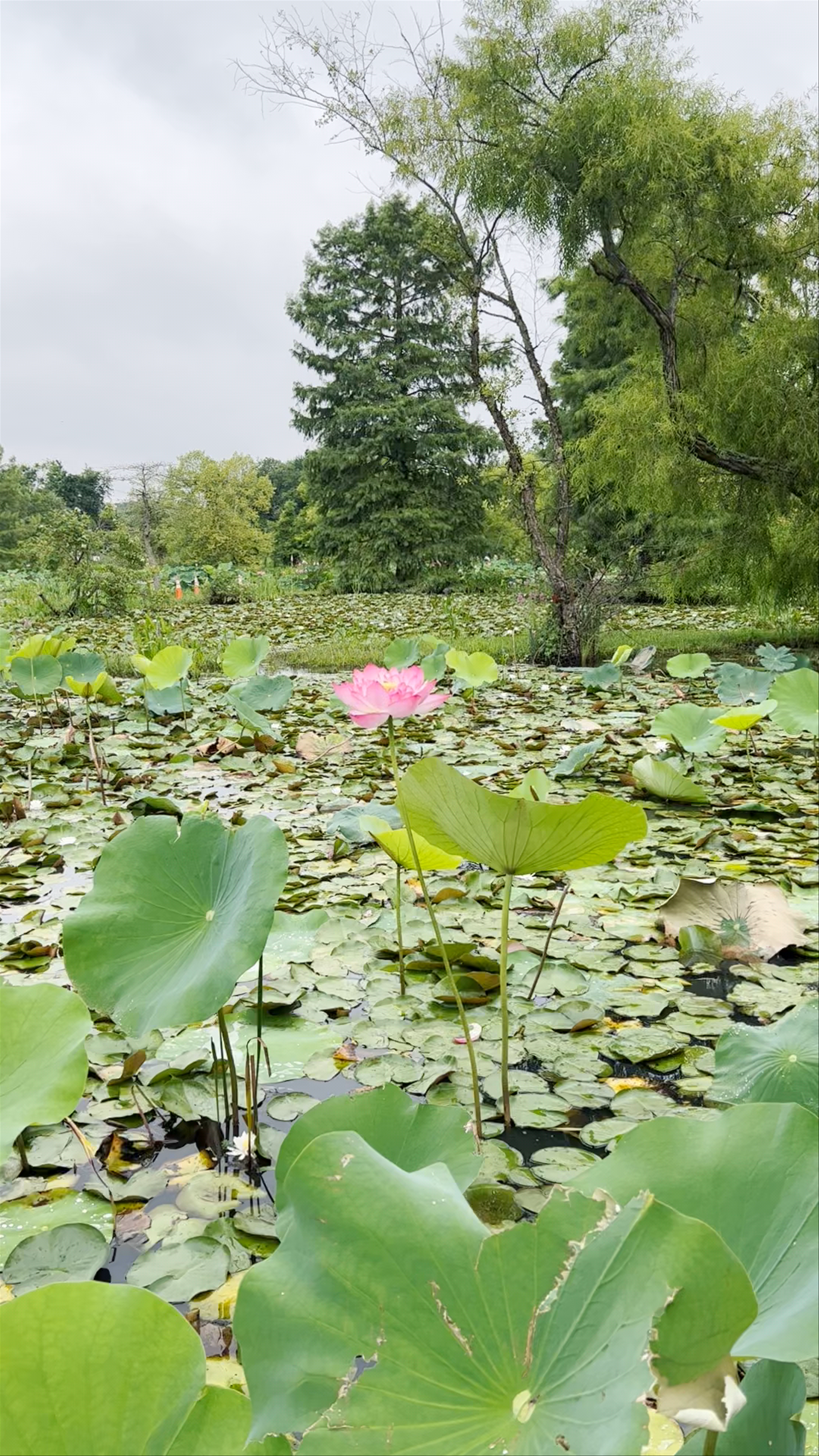 Kenilworth Aquatic Gardens