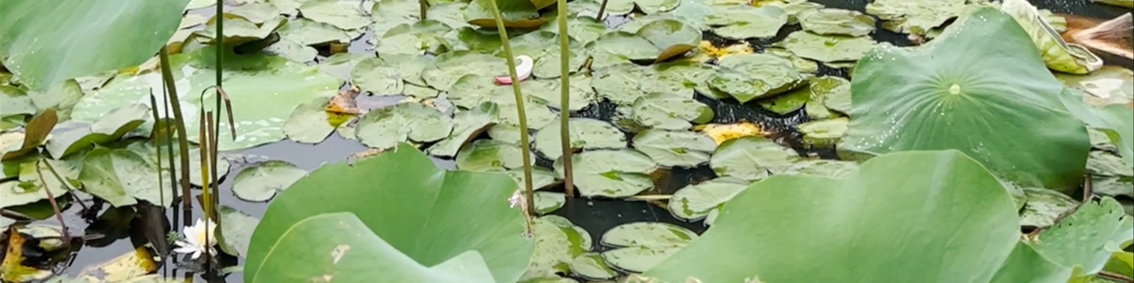 Kenilworth Aquatic Gardens