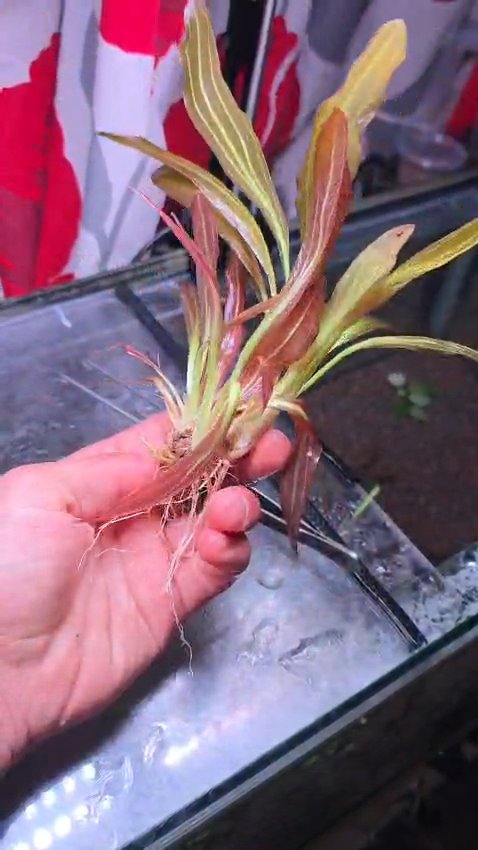 Echinodorus Red Ruby