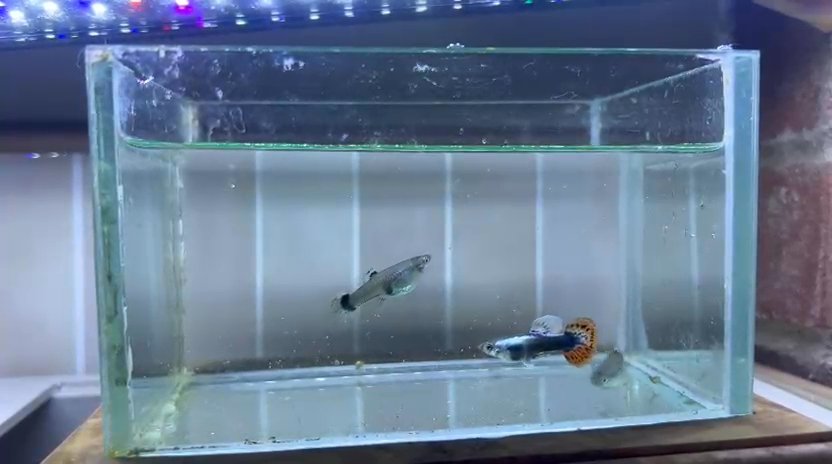 Platinum red mosaic guppy