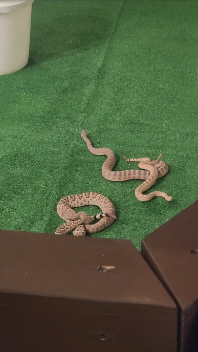 North Mountain Visitor Center - Rattlesnake Garage - Sat, Mar 1, 2025 noon talk - Visitor Centers Near Me - Phoenix, Arizona