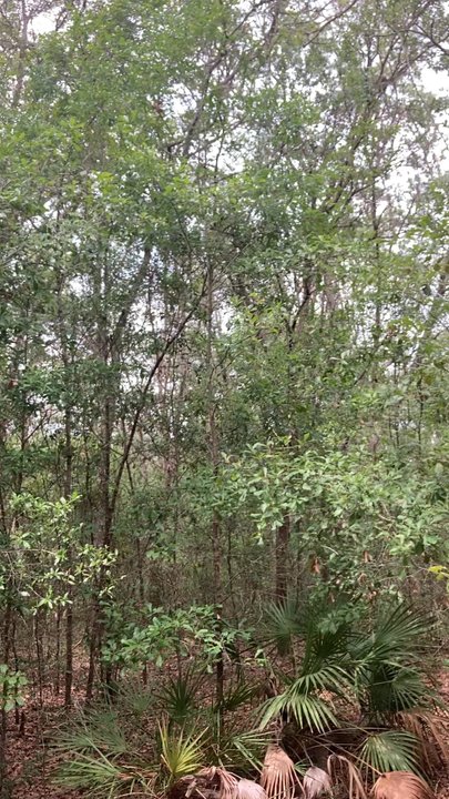 Violet Cury Preserve - They're a little off key. Lol - Parks Near Me - Lutz, Florida
