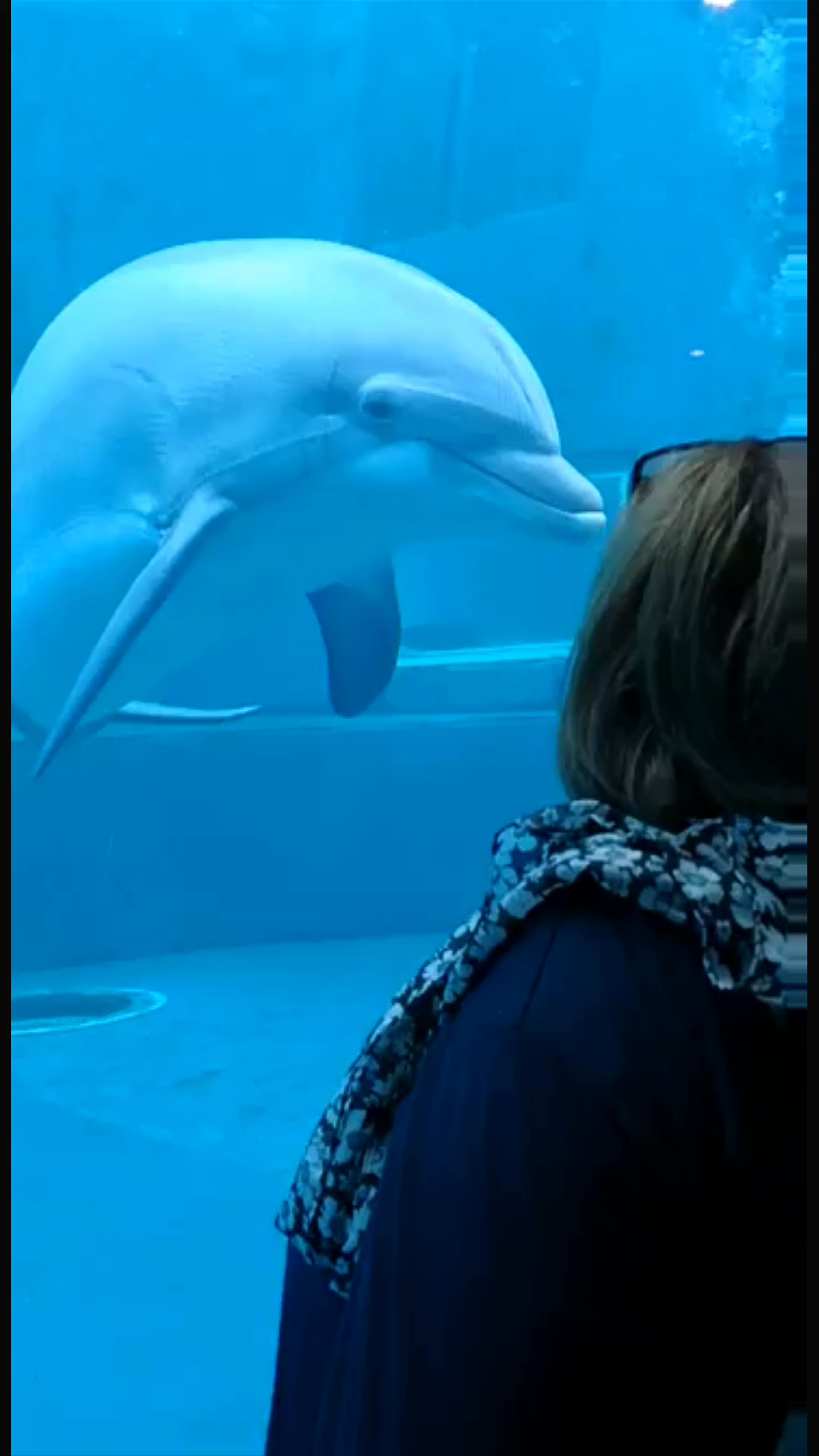 Enchanting Encounter with Dolphins at the Aquarium of Genoa